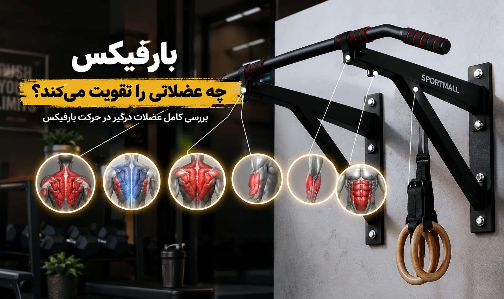 بارفیکس کدام عضلات را تقویت می‌کند؟ راهنمای کامل عضلات درگیر قبل از خرید میله بارفیکس